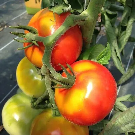 à La Ferme Appartement *
